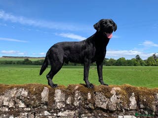 Labrador Retriever dogs Black Labrador Stud in Dunkeld - Advert 2