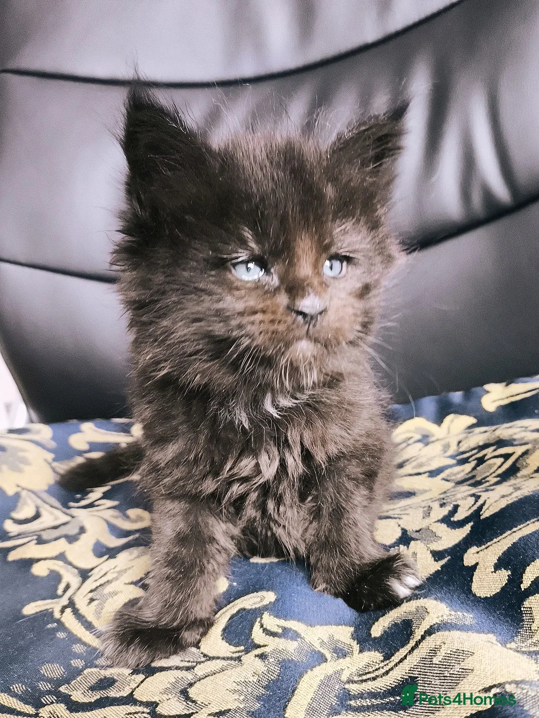 Maine Coon cats for sale: TICA registered DNA health tested maine coon boys - Advert 21