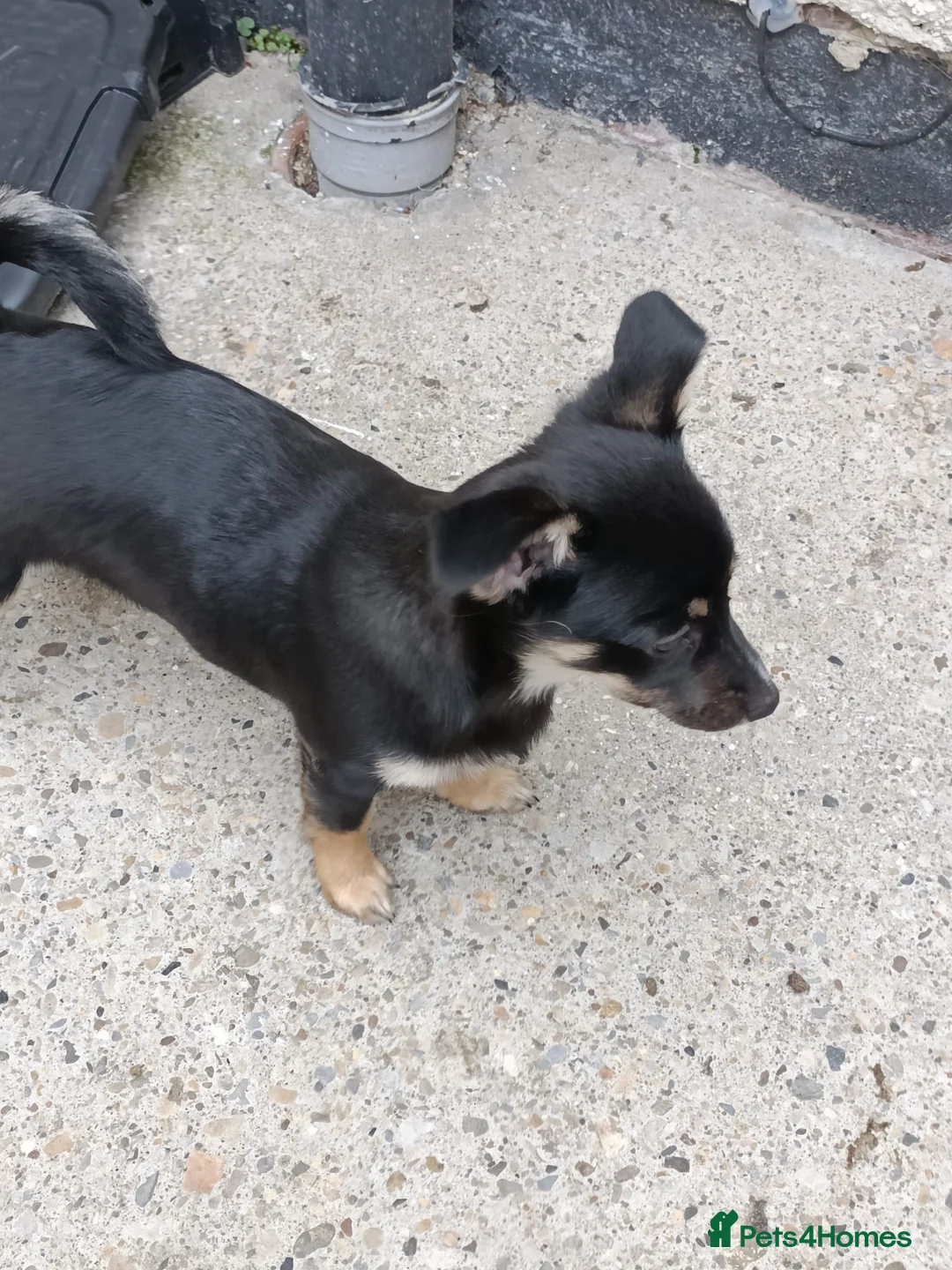 German Spitz dogs for sale: 4 month German spitz female  - Advert 2