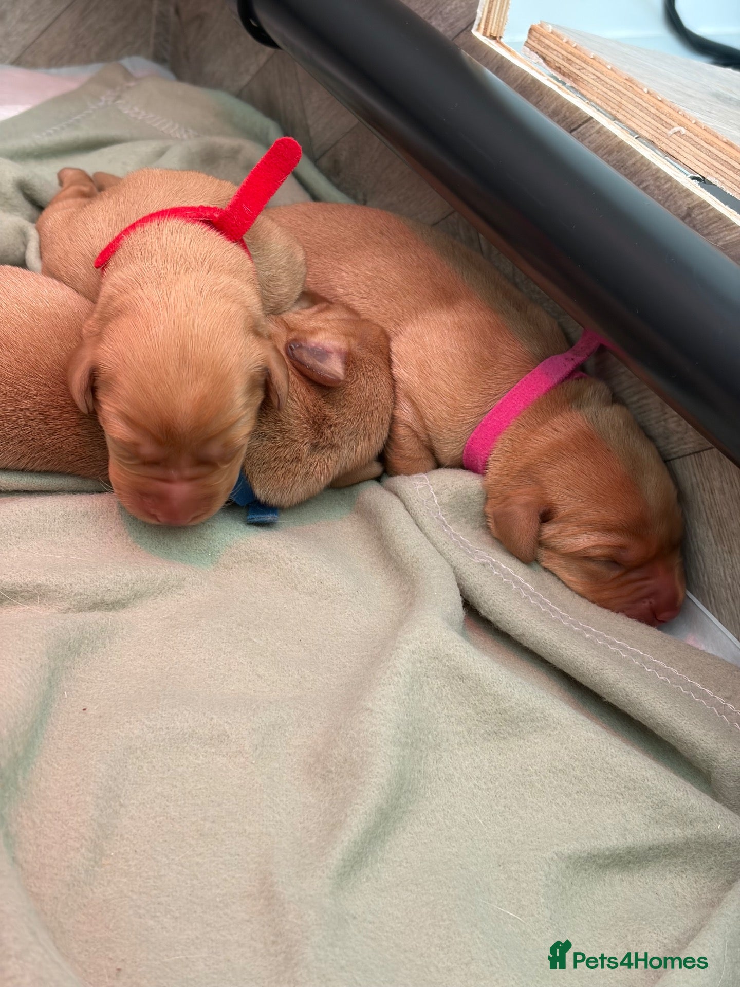 Labrador Retriever dogs 7 KC Reg Labrador champion bloodline Puppies - Advert 2