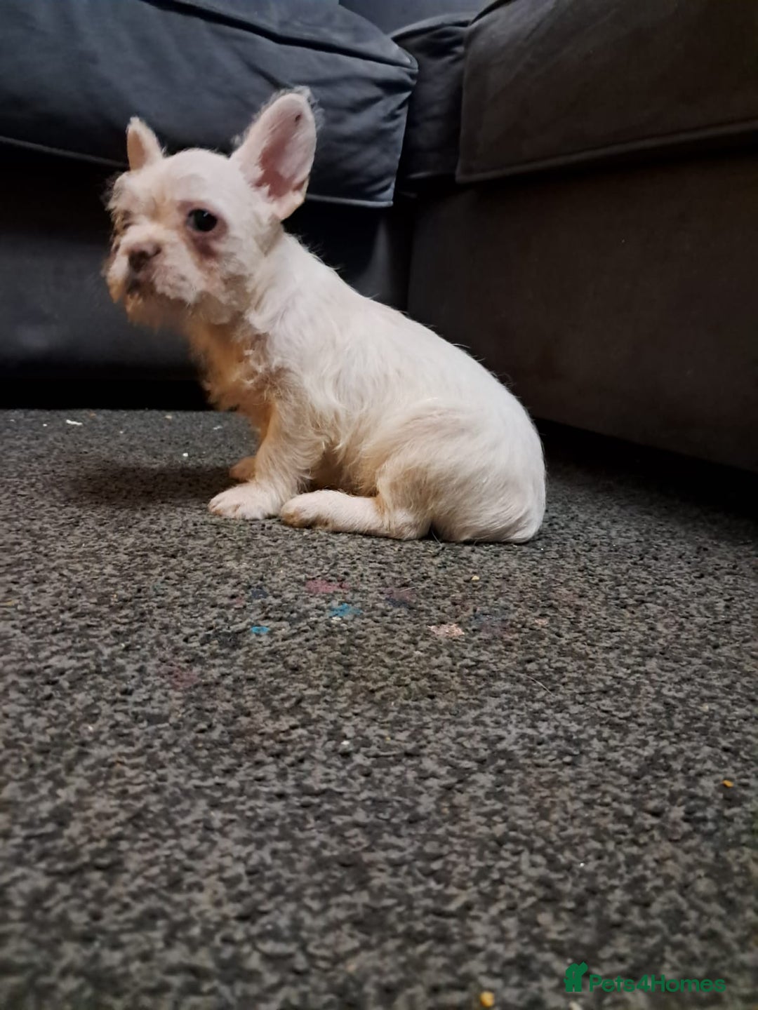 French Bulldog dogs for sale: French bulldog - Advert 2