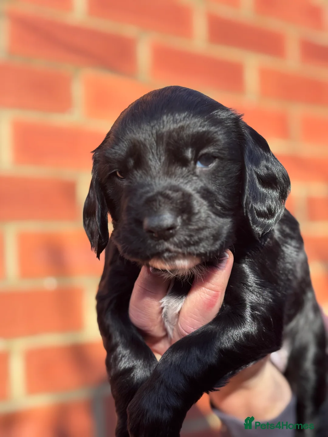 Sprocker dogs for sale: 2 gorgeous boys looking for their new home in Selby - Advert 1