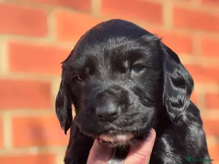 Sprocker dogs 2 gorgeous boys looking for their new home in Selby - Advert 12
