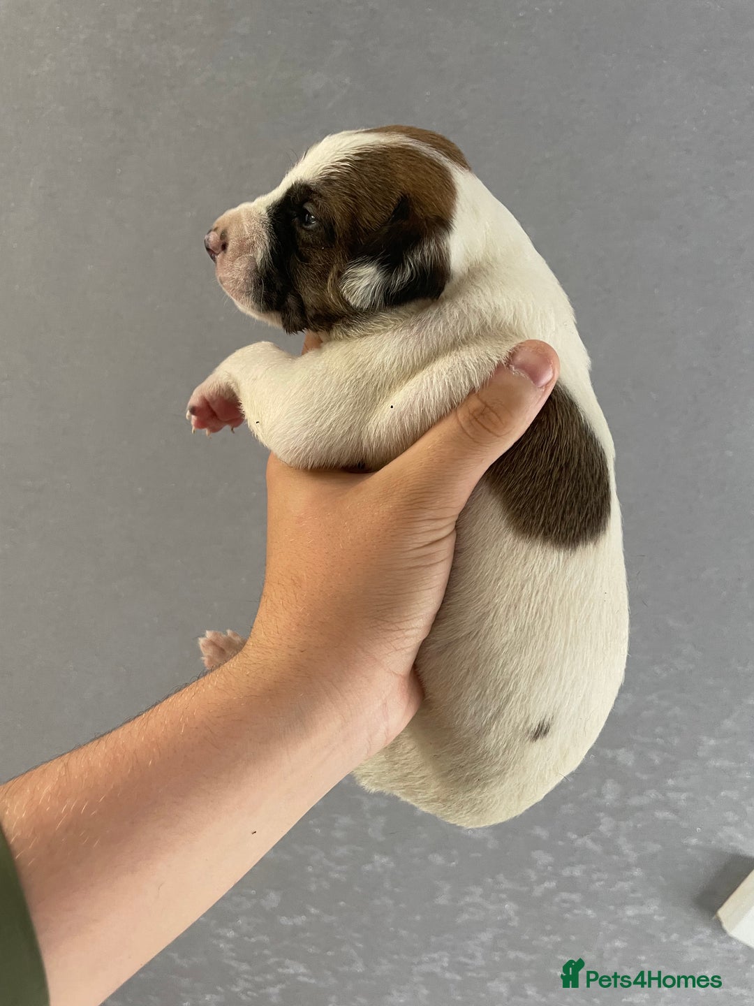 Mixed Breed dogs for sale: Bedlington whippet cross kc reg whippet - Image 2
