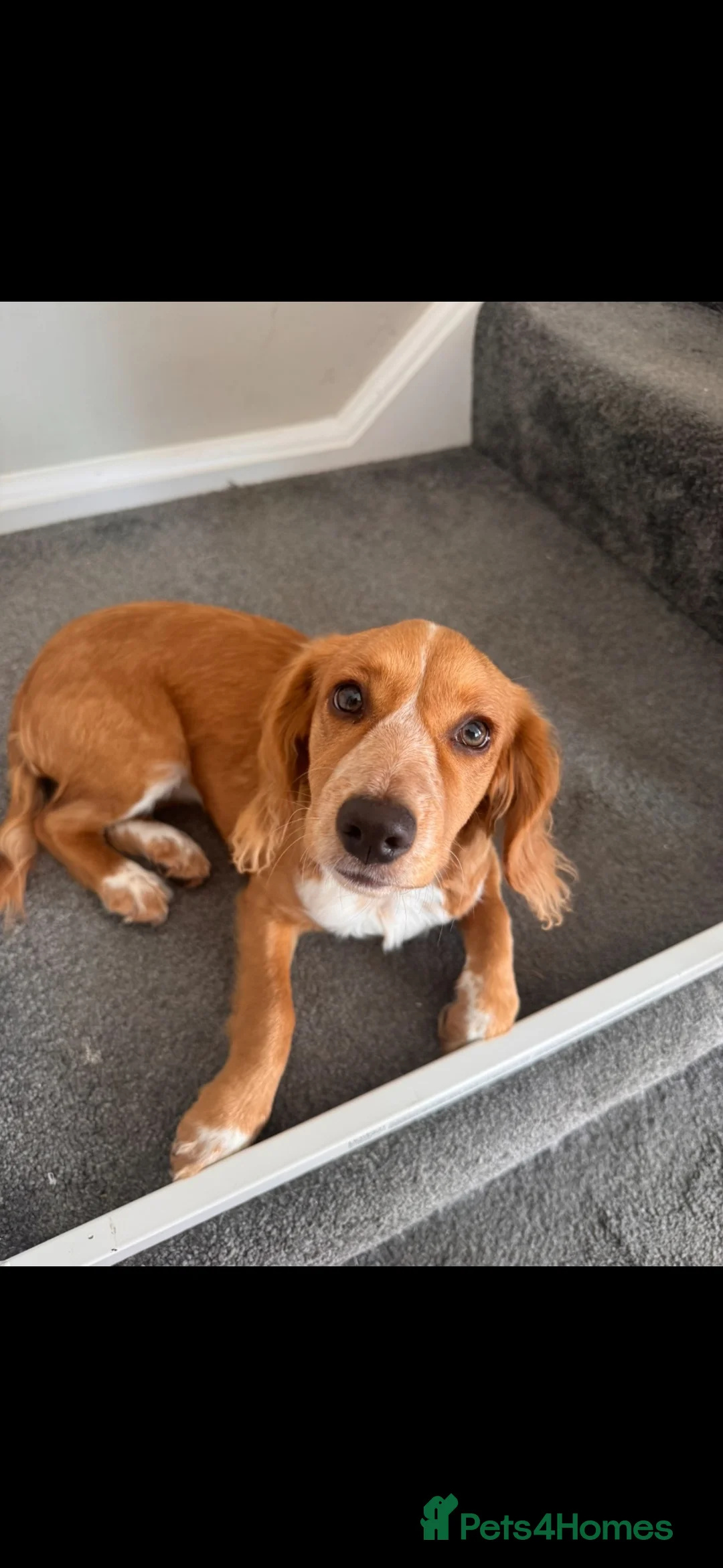 Cockapoo dogs for sale: Maxine (Max)  in Portsmouth - Advert 2