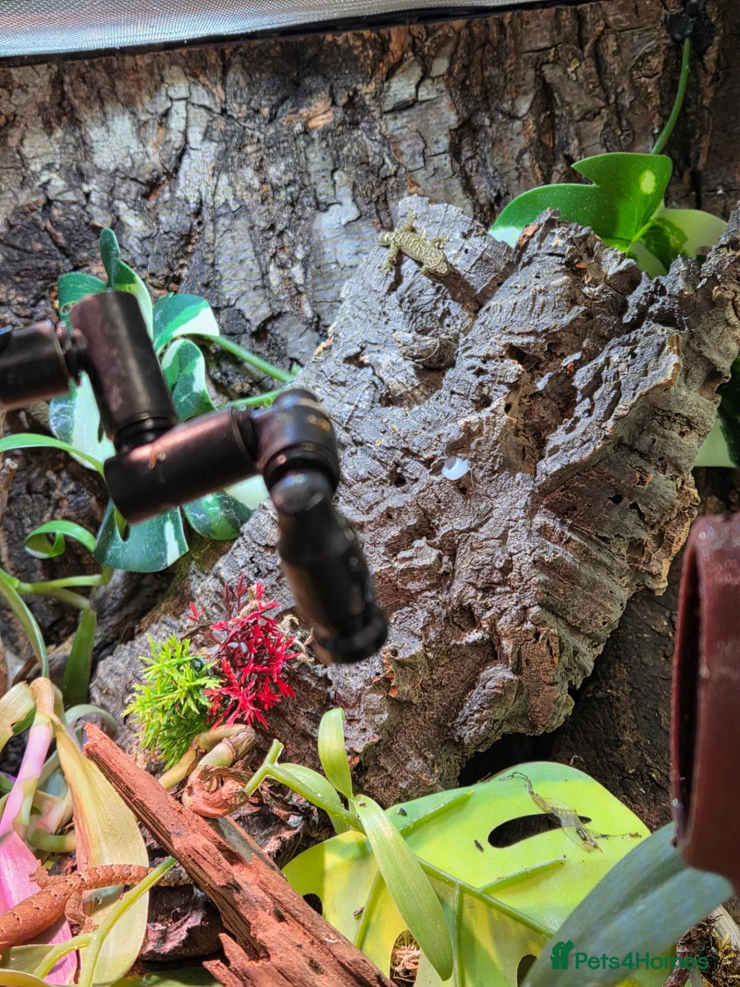 Gecko reptiles for sale: Mourning geckos and enclosure  - Advert 2