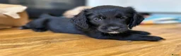 Mixed Breed dogs for sale: Stunning French bulldog/Pomeranian x Cocker  in London - Advert 15