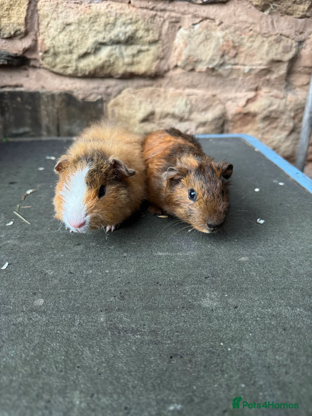 Guinea Pig rodents for sale: Baby male guinea pigs for sale  - Advert 1