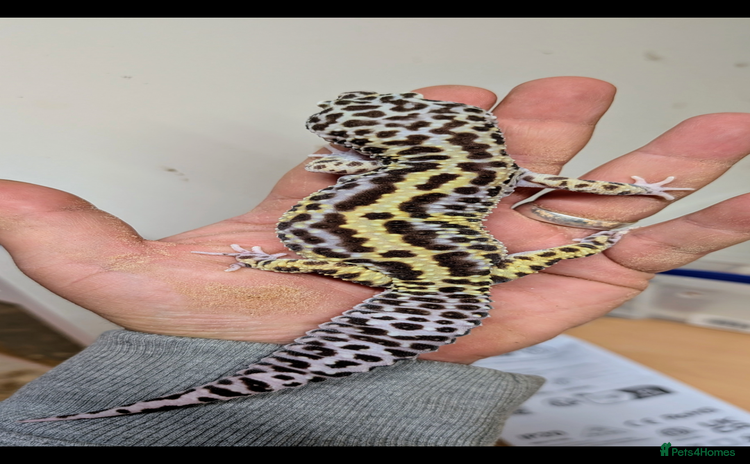 Leopard Gecko reptiles - Advert 7