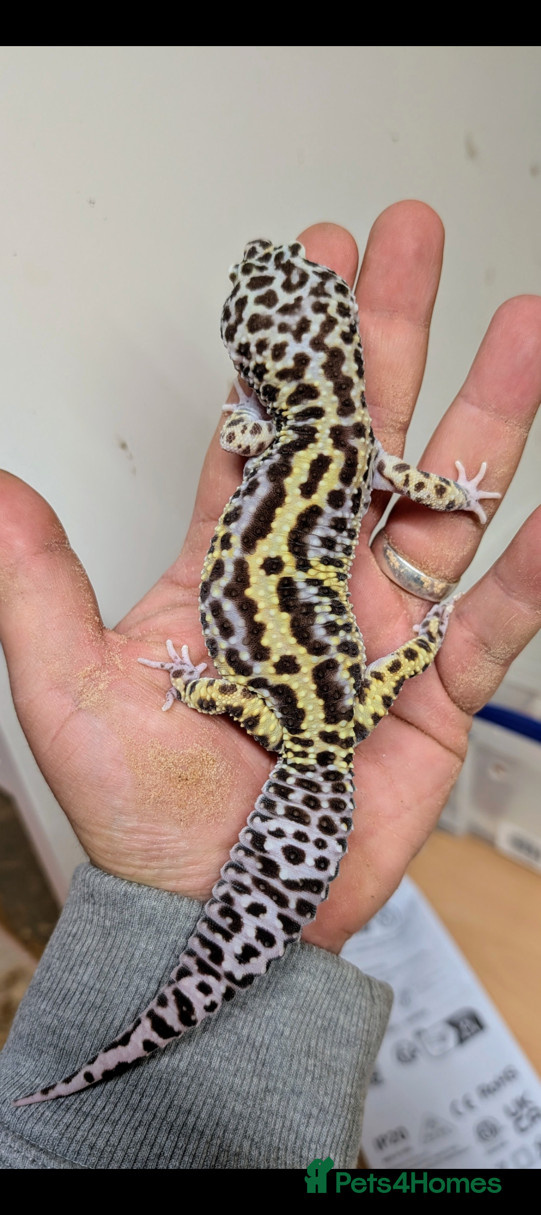 Leopard Gecko reptiles for sale: High end leopard geckos and red ackie monitor  - Image 1