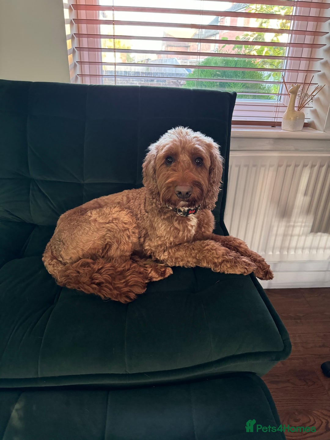 Cockapoo dogs for sale: Stanley  - Advert 2