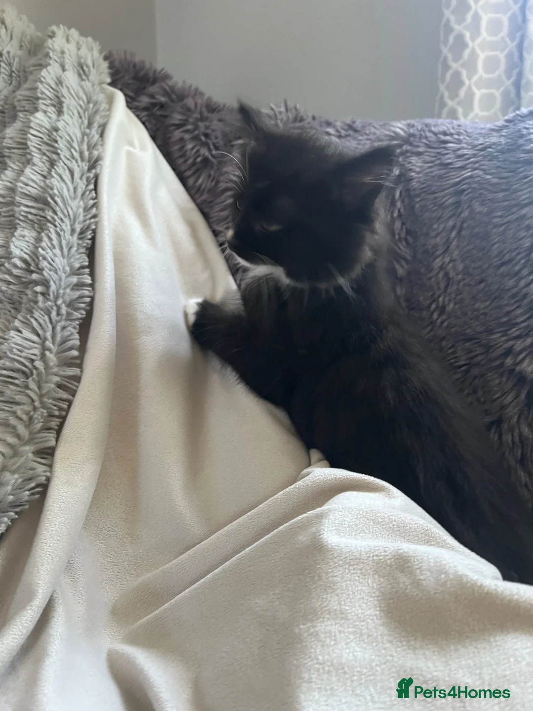 Mixed Breed cats for sale: Tuxedo kittens - 1 male 1 female  - Advert 12