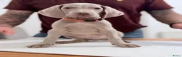 Weimaraner dogs for sale: Gorgeous silver Weimaraner puppies READY SOON !! - Advert 6