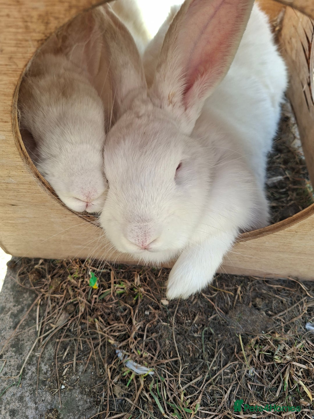 New Zealand rabbits for sale: Castrated Large Pair  - Image 2