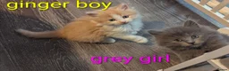 Ragcoon cats for sale: Ragdoll X Maine coon (ragcoon) in Dundee - Advert 4