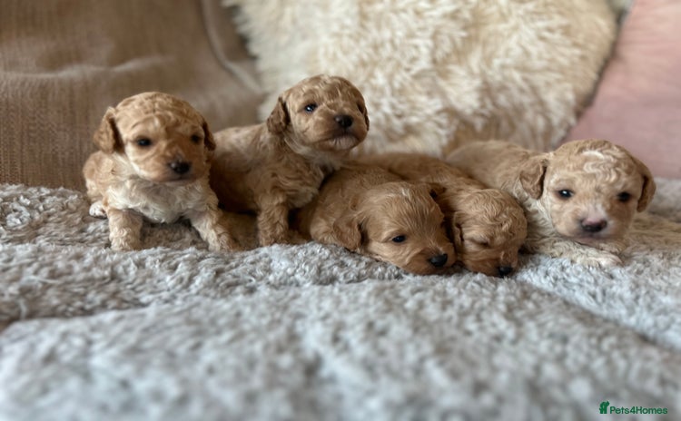 Cavachon dogs - Advert 1