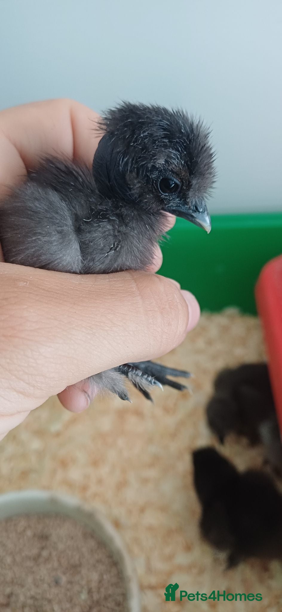 Chickens poultry Silkie chicks, hatching eggs & cockerels available - Advert 8