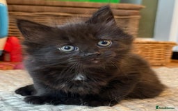 British Longhair cats for sale: Longhair & Shorthair Kittens - Image 9