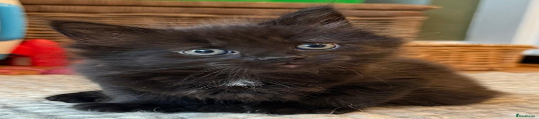 British Longhair Kitten 1