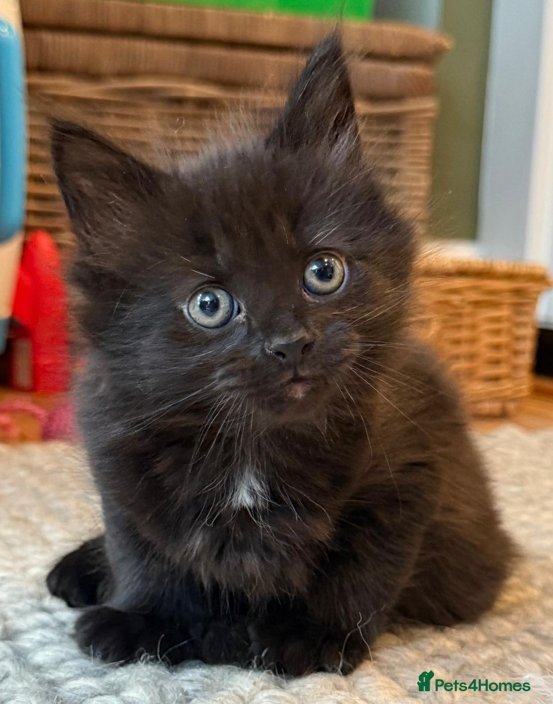 British Longhair cats for sale: Longhair & Shorthair Kittens - Image 9