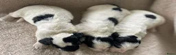 Cockapoo dogs for sale: cockapoo f1 puppies - Advert 3