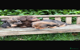 Mixed Breed dogs for sale: Dachshund x Jack pussell - Image 3