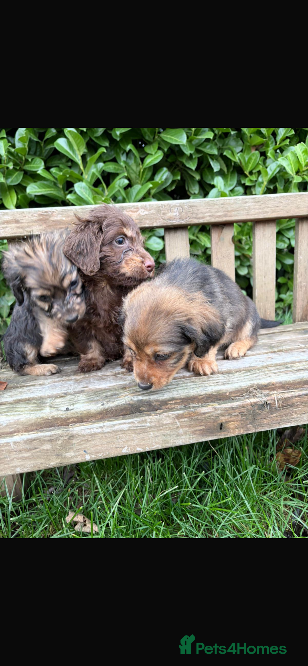 Mixed Breed dogs for sale: Dachshund x Jack pussell - Image 3