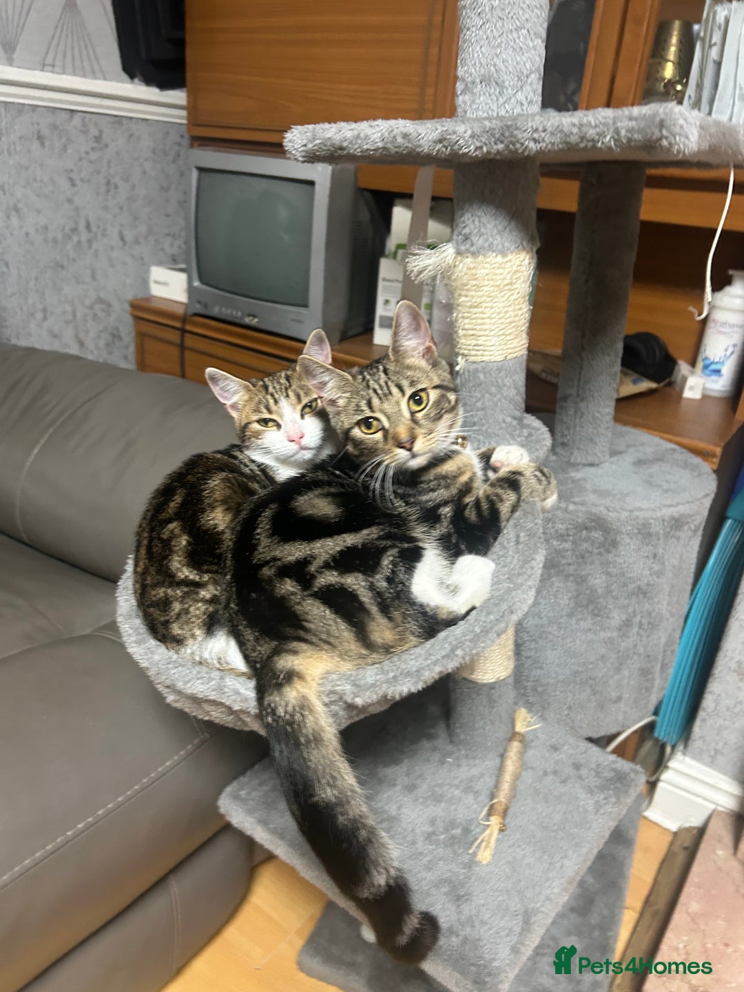 Domestic Shorthair cats for sale: Last Kitten :( - Image 4