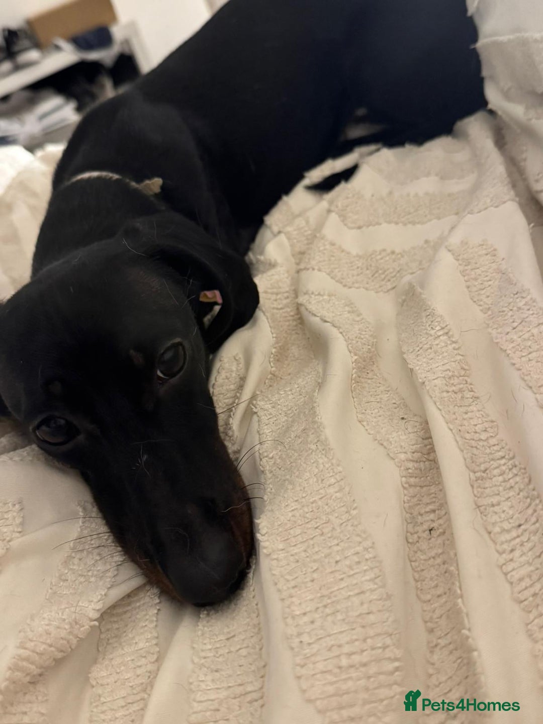 Dachshund dogs for adoption: Dashound  - Advert 1