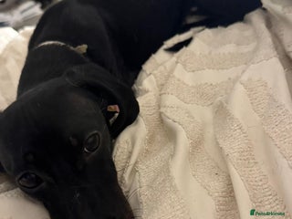 Dachshund dogs Dashound - Advert 2