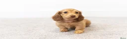 Miniature Dachshund dogs for sale: KC Longhaired Mini Dachshund puppies - Advert 4