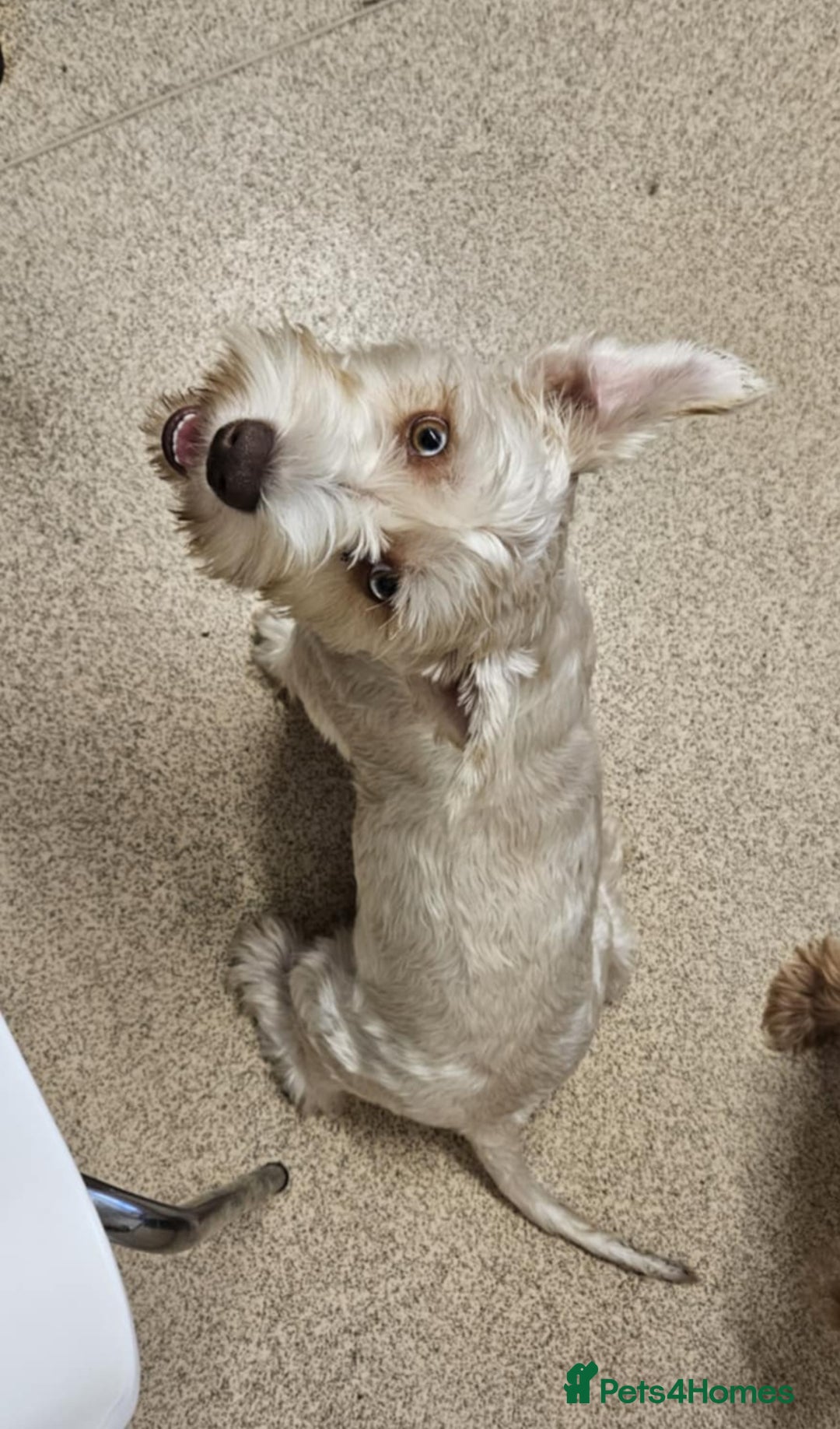 Yorkshire Terrier dogs for sale: 💙 DNA TESTED 💙 Blonde merle (cryptic) boy - Image 3