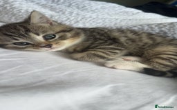 Scottish Fold cats for sale: Adorable Scottish Straight Kittens Ready for Homes - Image 2