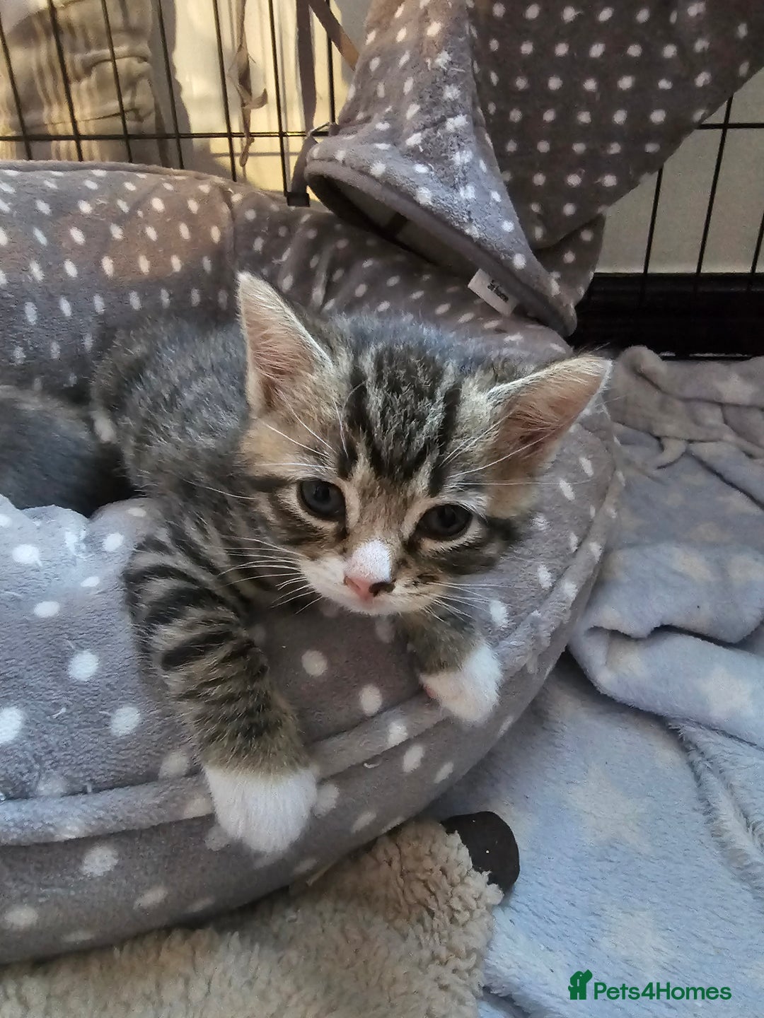 Ragcoon cats for sale: Ragdoll x kittens 😸 😍 ready 10/09/25 - Image 14