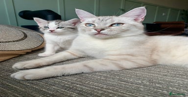 Maine Coon cats - Advert 13