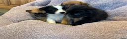 Pomchi dogs for sale: Pomchi in Hull - Advert 18