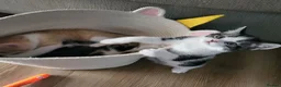 Mixed Breed cats for sale: Stunning bi-colour kittens in Ipswich - Advert 7
