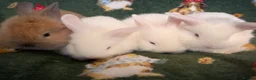 Lionhead rabbits for sale: 3 lion heads  - Advert 7