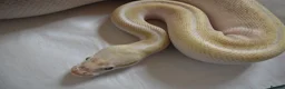 Python Snake reptiles for sale: Adult Female BEL Royal / Ball Python in Bristol - Advert 8