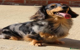 Miniature Dachshund dogs for sale: Black and Tan mini longhaired dachshund  - Image 5