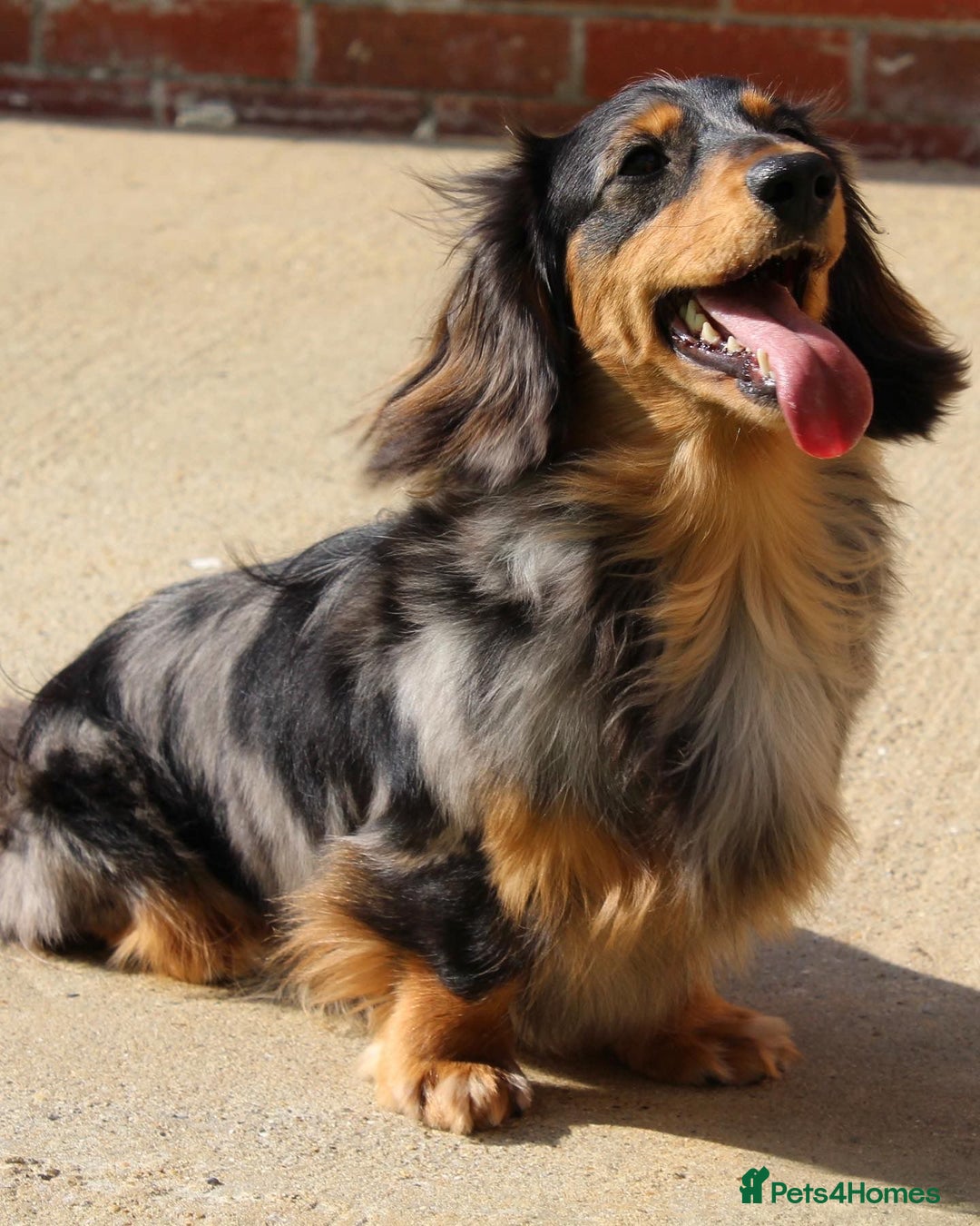 Miniature Dachshund dogs for sale: Black and Tan mini longhaired dachshund  - Image 5