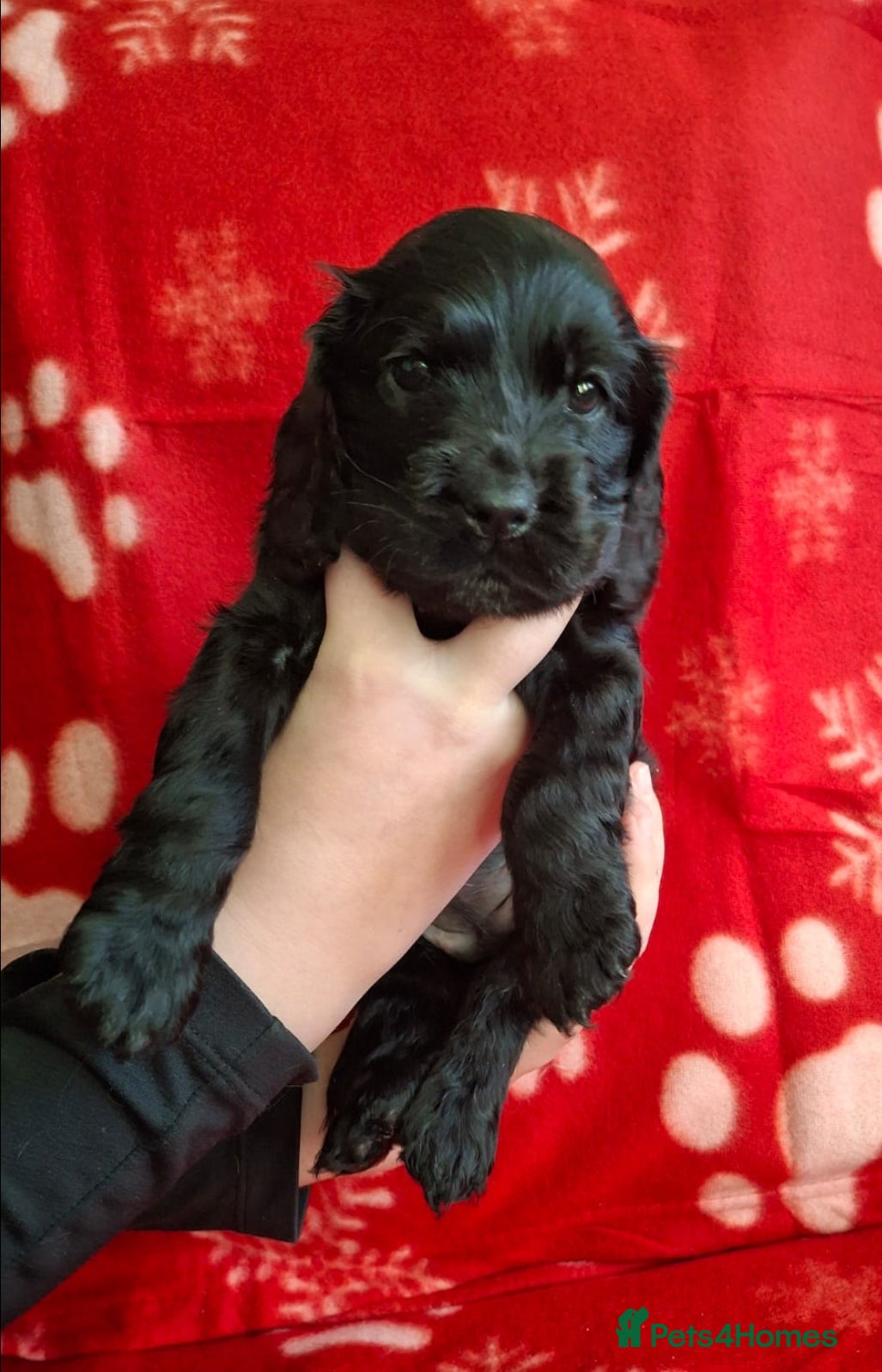 Cocker Spaniel dogs READY NOW! kc reg show type cocker spaniel puppies - Advert 15