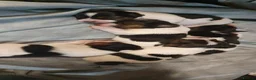 Jack Russell dogs for sale: GORGEOUS TRI-COLOURED JACK RUSSELL PUPPIES - Advert 11