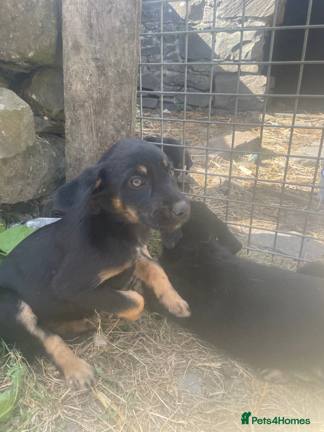 Mixed Breed dogs for sale: Bearded collie x pups - Image 7