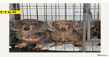 Miniature Dachshund dogs - Advert 1