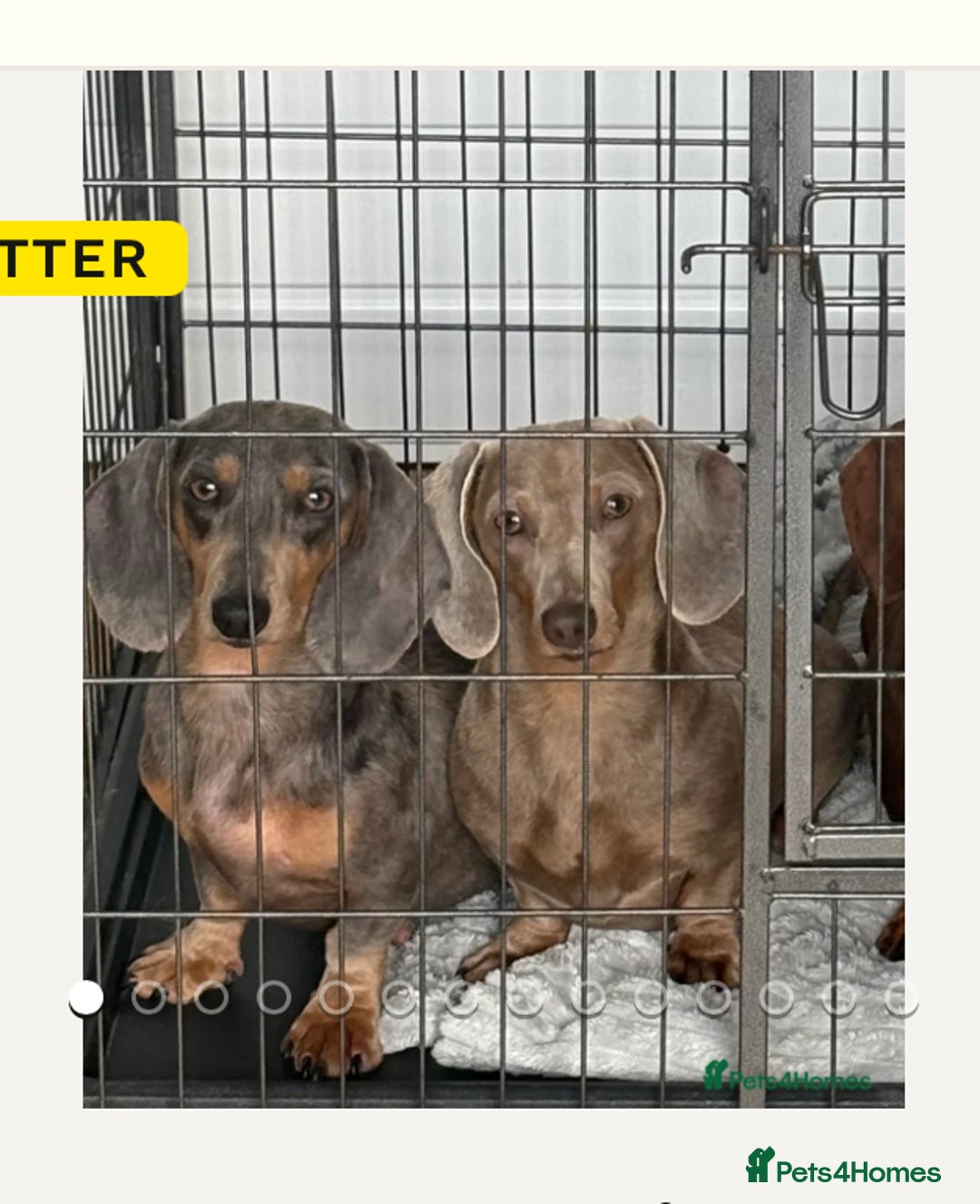 Miniature Dachshund dogs for sale: Mini Dachshund puppies for sale  - Image 2
