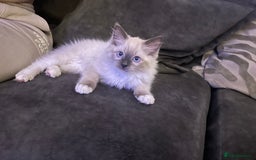 Ragdoll cats for sale: Beautiful little ragdoll boy 😍 - Image 5