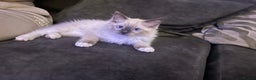 Ragdoll cats for sale: Beautiful little ragdoll boy 😍 - Advert 5