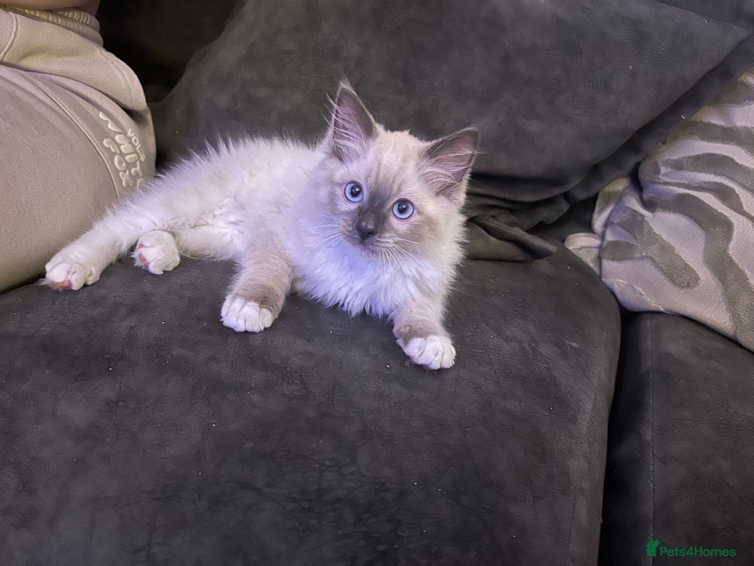 Ragdoll cats for sale: Beautiful little ragdoll boy 😍 - Image 5