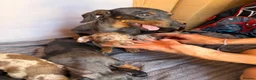 Miniature Dachshund dogs for sale: Miniature dachshund puppies for sale in Stevenage - Advert 7